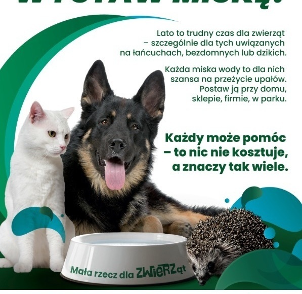 Zdjęcie do Zadbajmy o zwierzęta w czasie upał&oacute;w