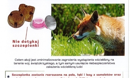 Zdjęcie do Uwaga! Wkr&oacute;tce akcja szczepienia lis&oacute;w!